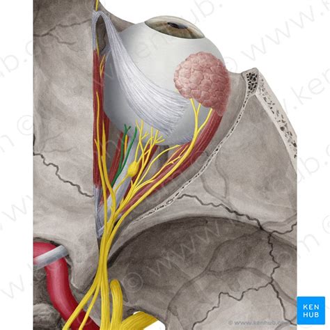 anestesia cuoio capelluto nervo oftalmico